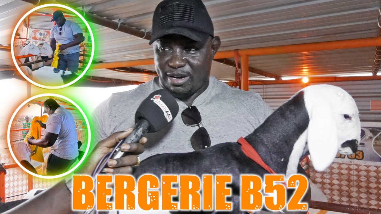 🚨Lamb ak Elevage : A la découvert de la magnifique bergerie de Bombardier à Mbour