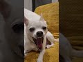 DANGEROUS ANIMAL #fyp #dogs #chihuahua #davidattenborough