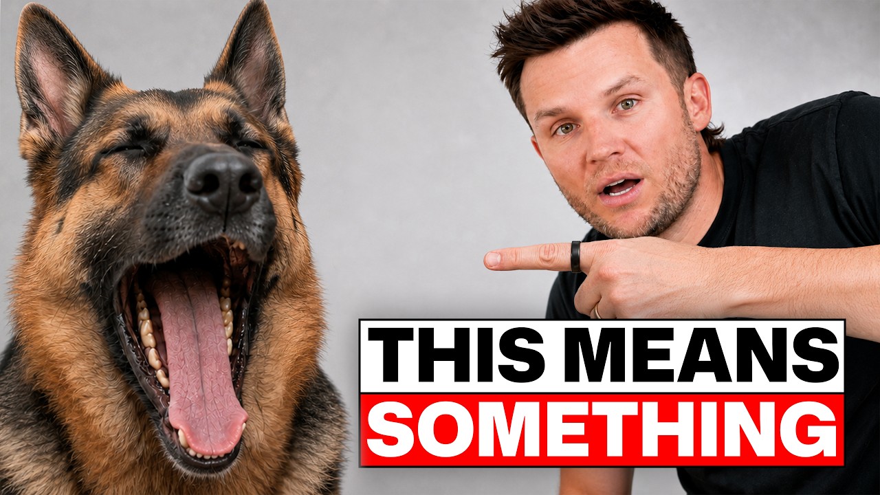 Thumbnail for The Real Reason Your Dog Yawns (NOT A YAWN)