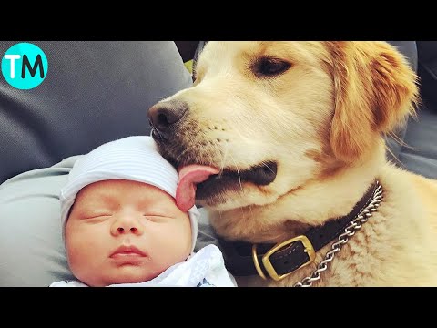 Video: Las 10 razas de perros más amigables