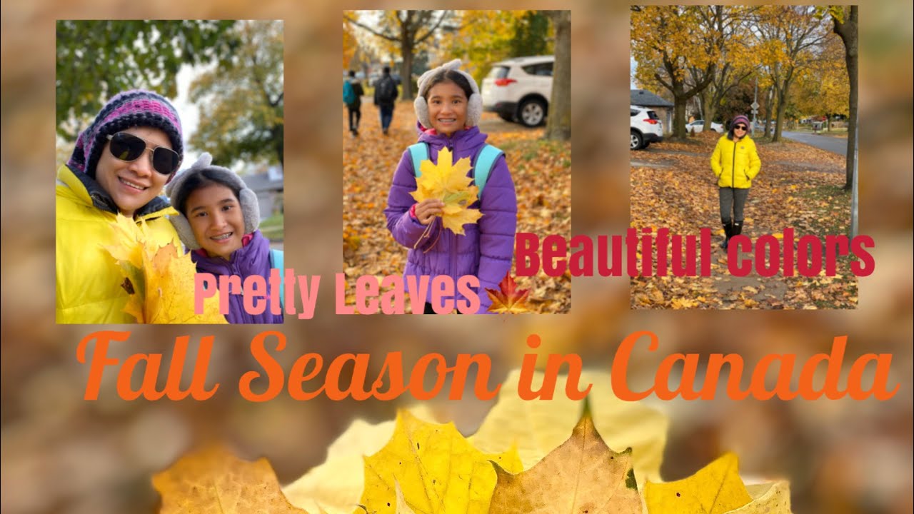 Fall Season in Canada/ Pretty Leaves/ Beautiful Colors YouTube