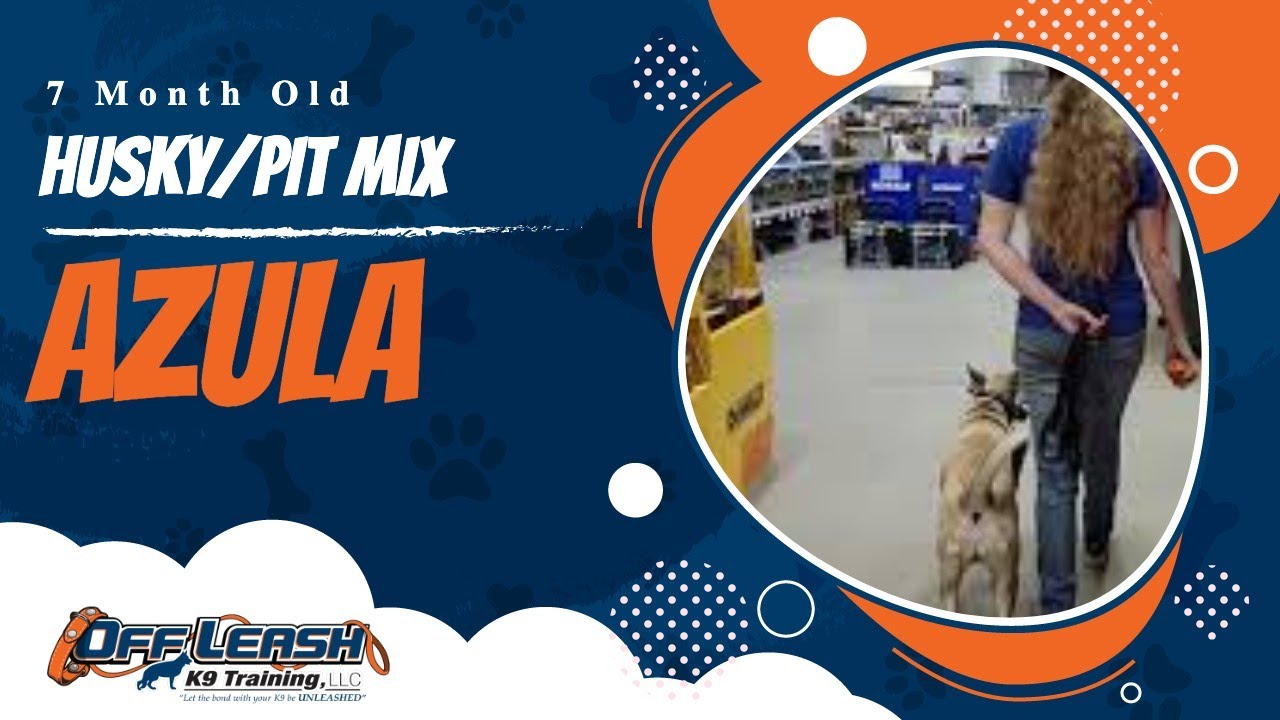 Azula | 7 Month Old Husky/Pit Mix | Athens, GA Obedience Trainers - YouTube
