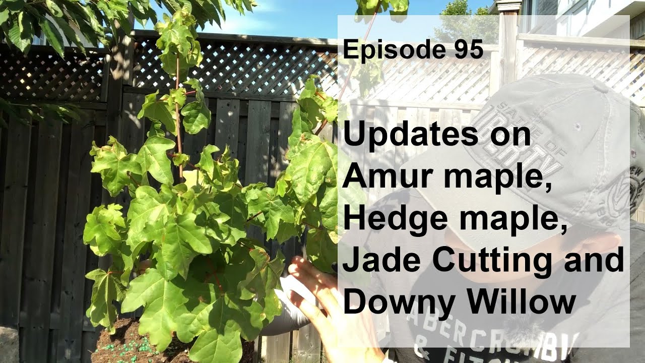 Episode 95, Updates on Amur Maple, Hedge Maple, Jade Cutting and Downy Willow
