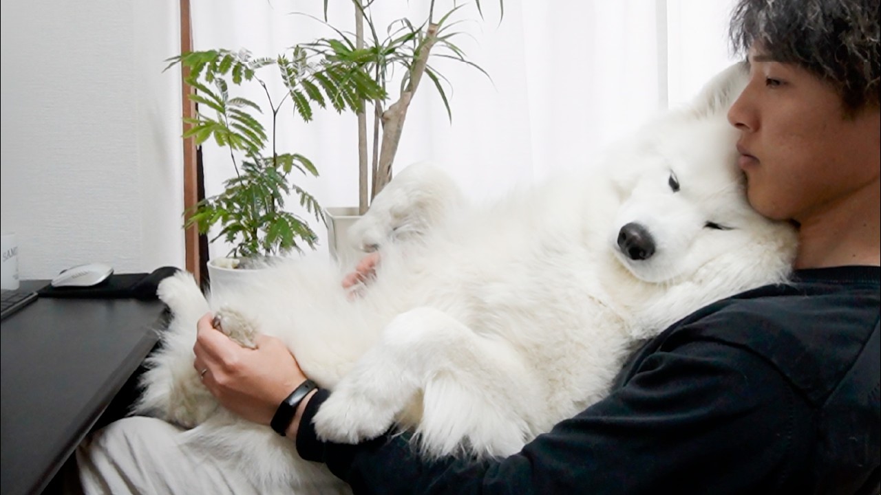This Samoyed dog misunderstands his size. - YouTube