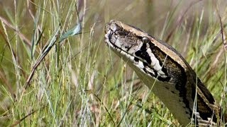 Python Crossing Dirt Road 06 - Time Lapse - Dangerous Animals in Florida