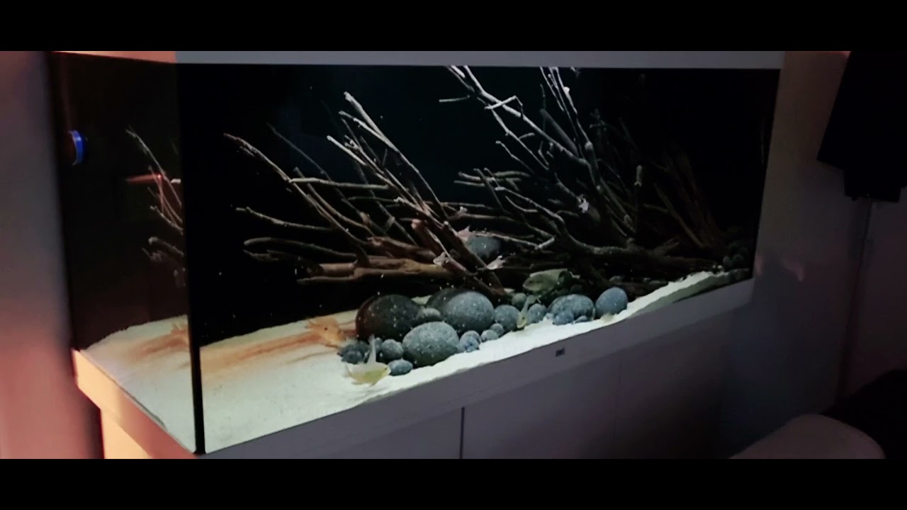 Geophagus tapajos Red Head feed Artemia