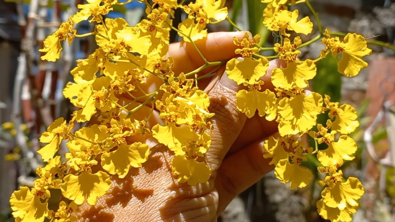 ↪️ O MELHOR JEITO PARA CULTIVAR ORQUÍDEA CHUVA DE OURO