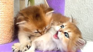 Котята играют и дерутся — самое милое видео о кошках!