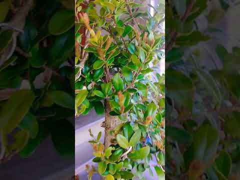 Video CÂY HẢI CHÂU LÁ NHỎ NGỌN ĐỎ - youtube