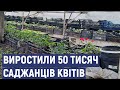 У Кропивницькому виростили 50 тисяч саджанців квітів, які висадять на клумбах міста