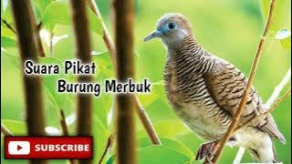 SUARA PIKAT BURUNG MERBUK SEDAP | 2022