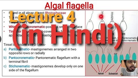 Algae Lecture 4 : (Algal Flagella) | in Hindi |