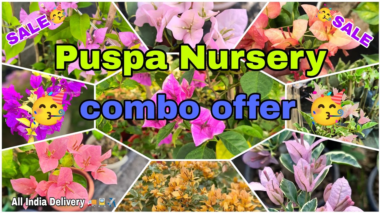 🔴BIG Combo offer 🥳// BIG Combo offer// Whatsapp no 8910205540// Online seller//  All India Delivery 