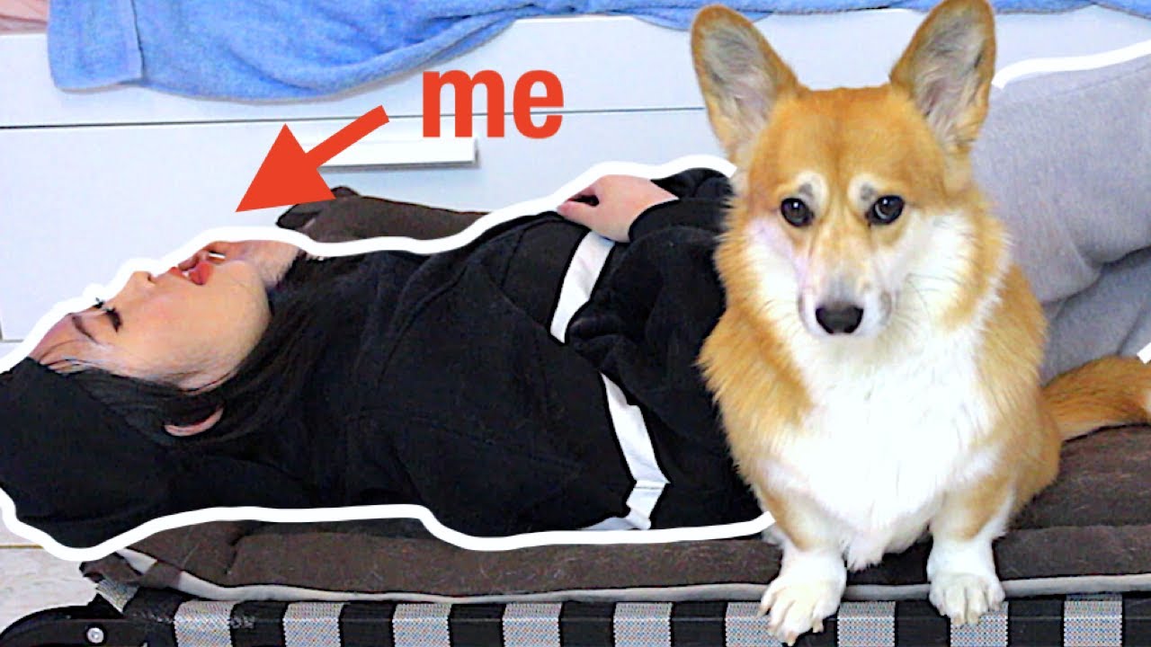 What Would My Dog Do If I Sleep In Her Bed? YouTube