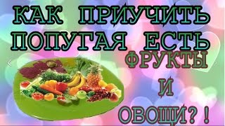 Как приучить попугая кушать овощи и фрукты. Как научить попугая есть сочку. ч.1