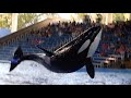 Orca Encounter (Full Show) - SeaWorld San Antonio - October 15, 2023