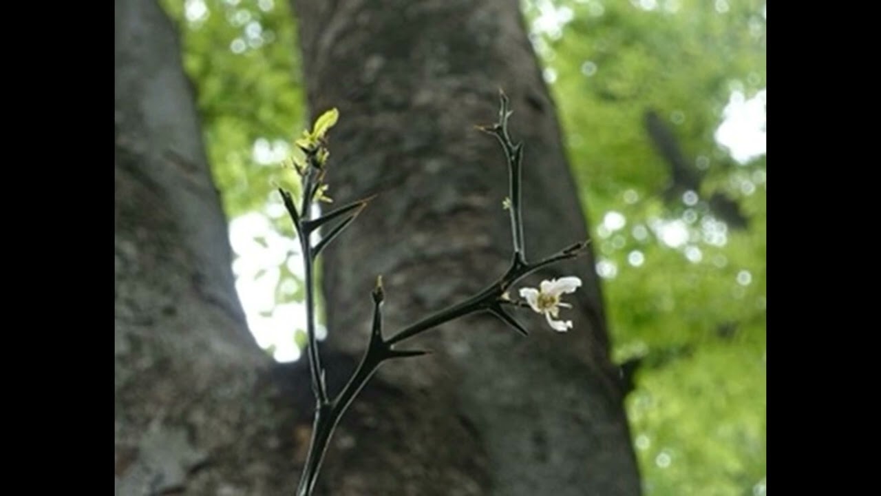 からたちの花(中声用) ♪からたちの花が咲いたよ 北原白秋作詞・山田耕筰作曲