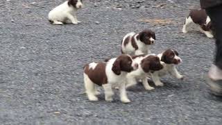 English Springer Spaniel Puppies For Sale