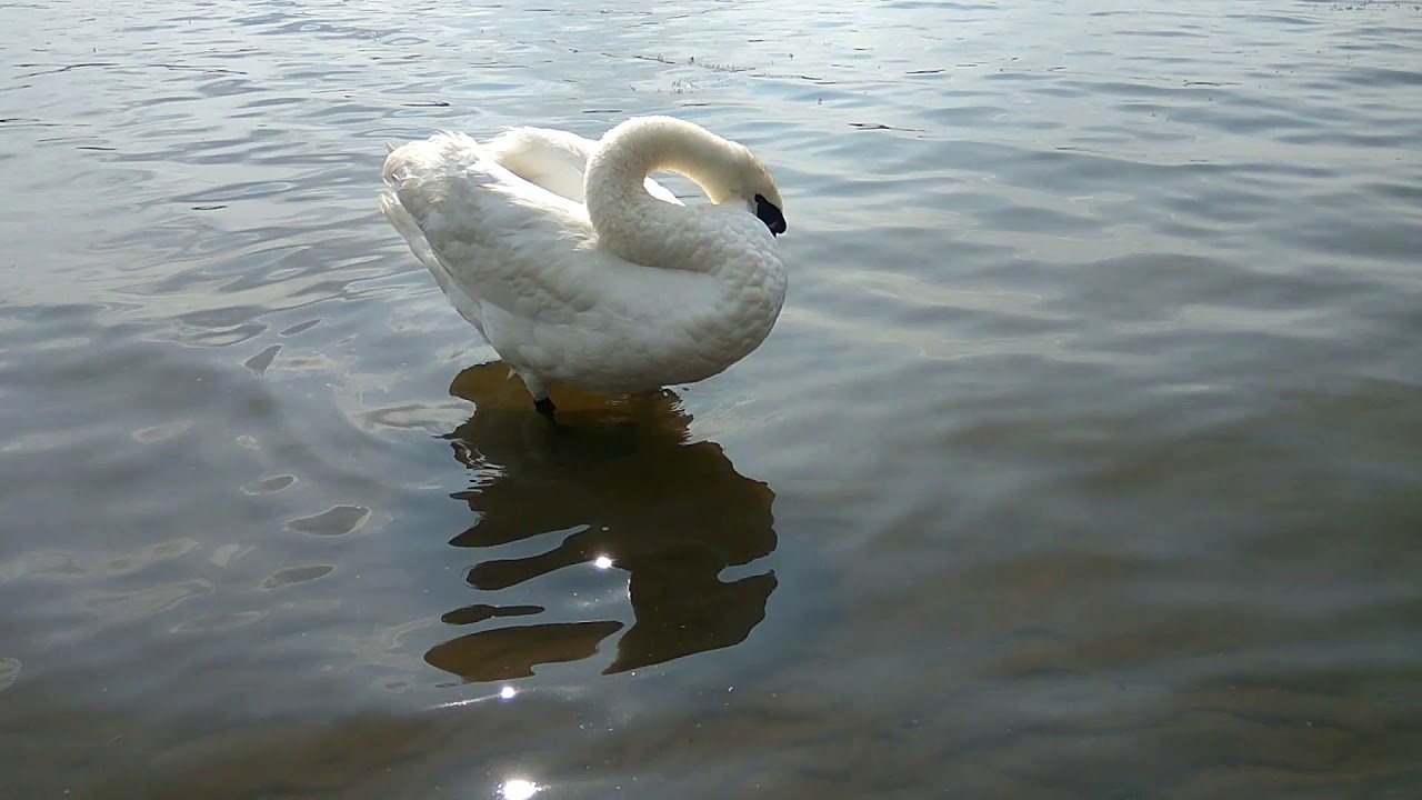 Лебедь подплыл познакомиться. Польша. - YouTube