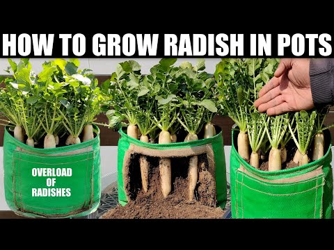 Video: Radish. Cultivation and care