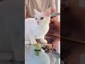 Feeding A Cat $10 Vs $10,000 Sushi