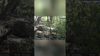 Disc Golf Drama: Miranda Takes Lead with Epic Birdie! #shorts