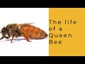 Life of a Queen Bee