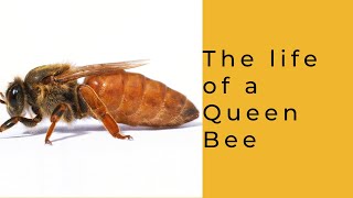 Life of a Queen Bee Resimi