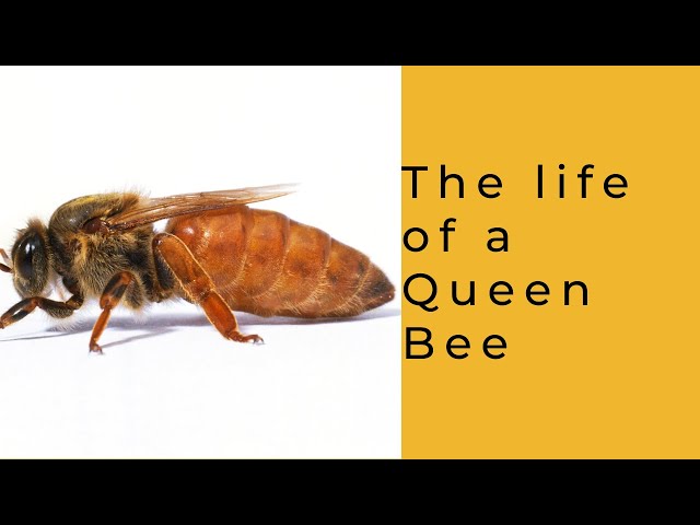 Life of a Queen Bee class=