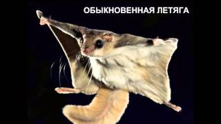 Позвночные животные из красной книги Позвночные животные из красной книги
