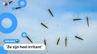 Bzzz! Muggenplaag op komst