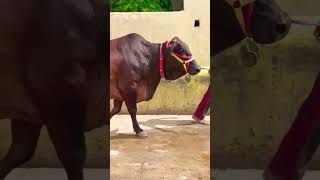 Sahiwal Cow For Sale। -9571401539-Call ya WhatsApp Massage kare