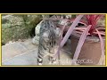 Bengalheritage Cats | Silver Bengal Cat