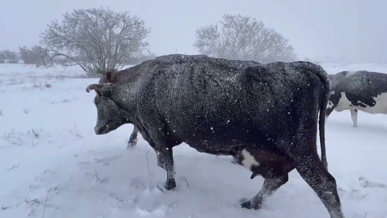 Экстренные новости! Коров завалило снегом 😱