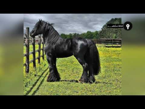 فيديو: Westphalian Horse