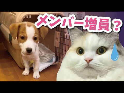 生後2ヶ月のワンコがおウチにやってきた【おしゃべりする猫】