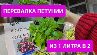 ПЕРЕВАЛКА ПЕТУНИИ ИЗ 1 ЛИТРА В 2. КАК ОПРЕДЕЛИТЬ КАКОЙ ОБЪЁМ НУЖЕН ПЕТУНИИ.