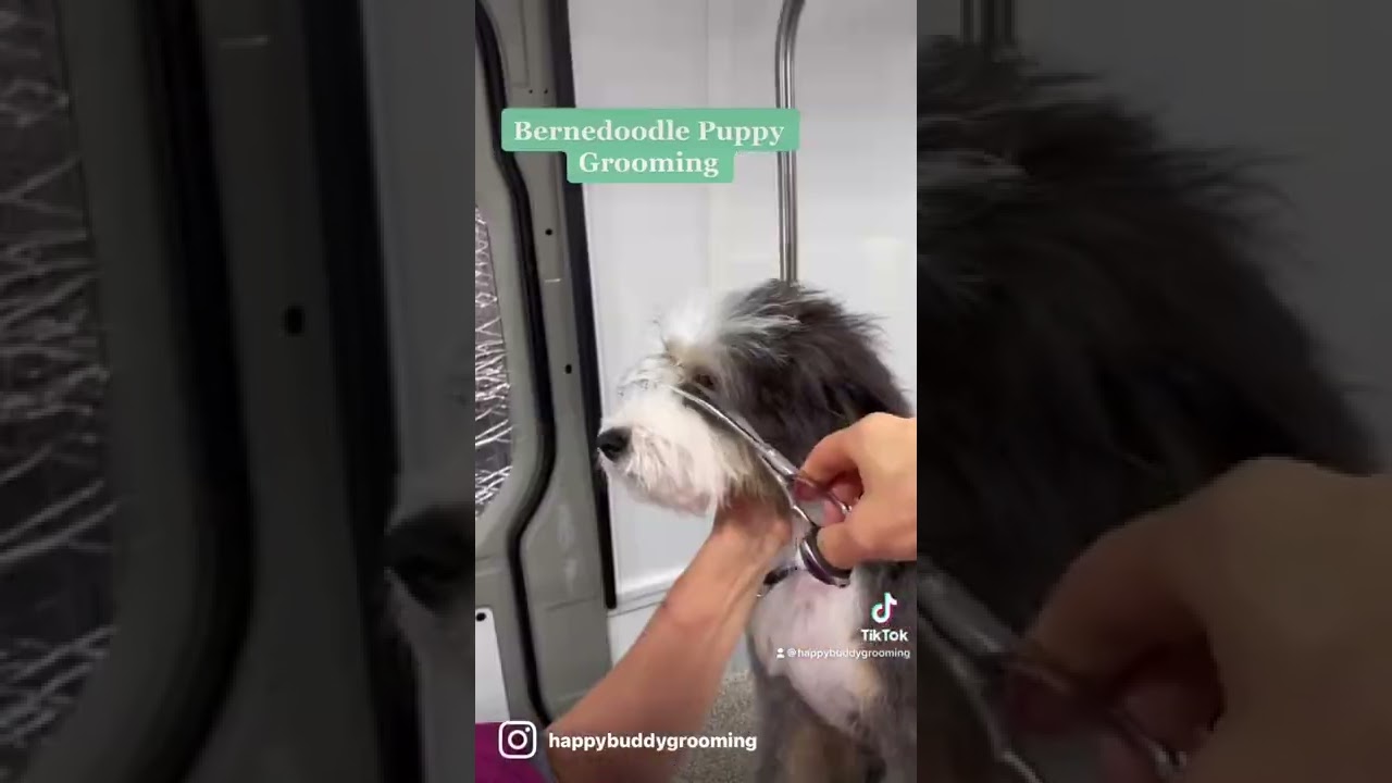 I love water 😅 Bernedoodle Puppy Grooming. Happy Buddy Grooming. Denver, Colorado.