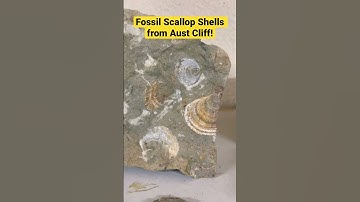 What Fossils are these? And how do you know?