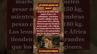 ¿Cuánto pesa un león? #leon #curionaturaleza Profile