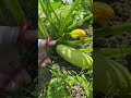 memanen labu siam zukini hijau segar dari semak tanaman pertanian organik pakai gunting potong