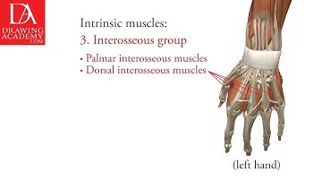Anatomy of a Hand presented by Drawing Academy .com 21-2