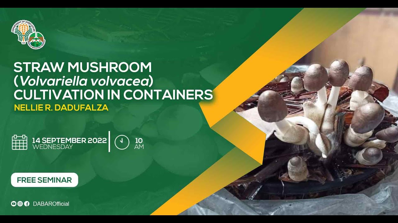 Straw Mushroom Cultivation in Containers YouTube