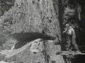 Redwood Lumber Industry, Northern California - 1947