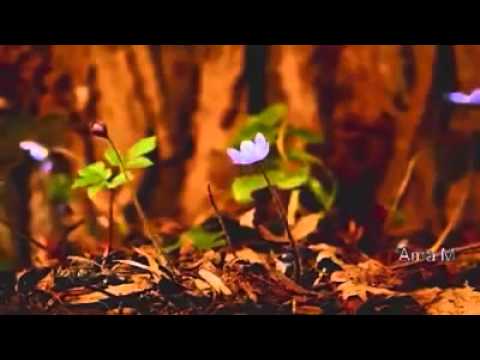 ძალიან ლამაზია..