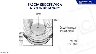 GINECOLOGIA 2