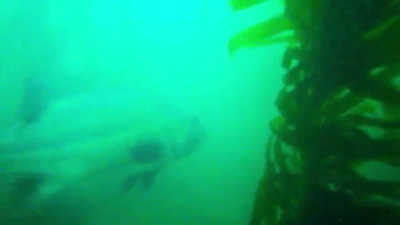 Giant Sea Bass - Stereolepis gigas