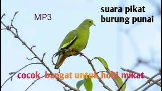 SUARA PIKAT BURUNG PUNAI