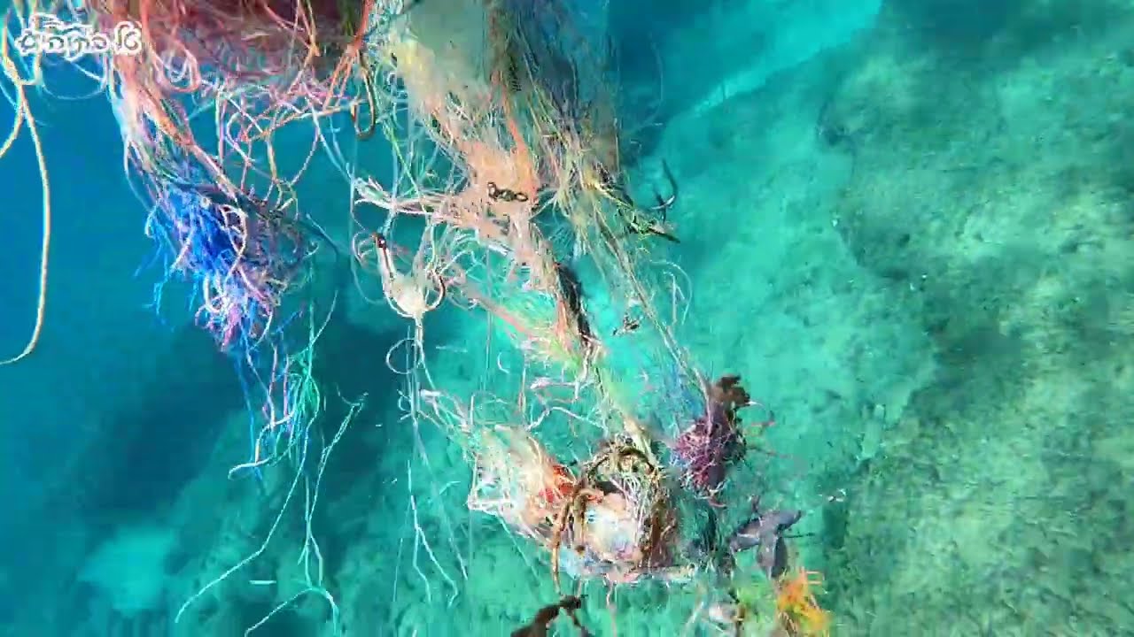 🐢❤🌊 איסוף חוטי דיג וקרסים