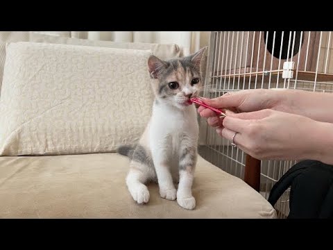 生まれて初めておやつを食べた子猫のリアクションが100点満点すぎたww